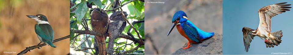 Canopy Goa's Goa Birding Camp: Nov 2014