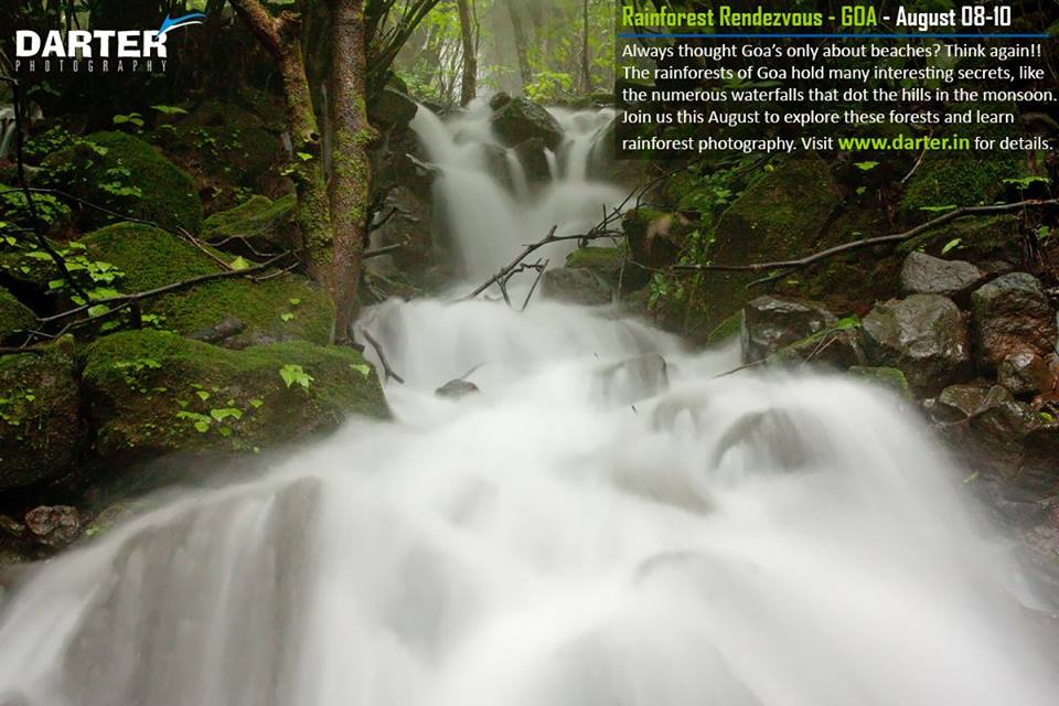 Rainforest Rendezvous - Photography Tour of Goa