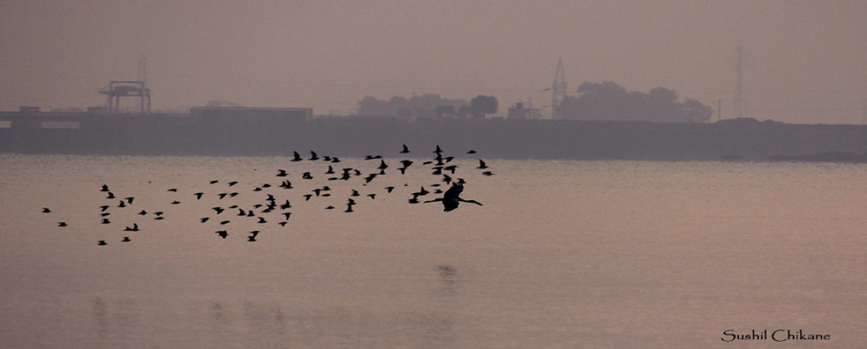 Bird Watching at Bhigwan