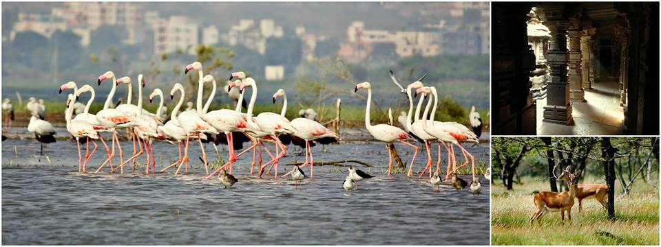 Flamingo Watching at Bhigwan